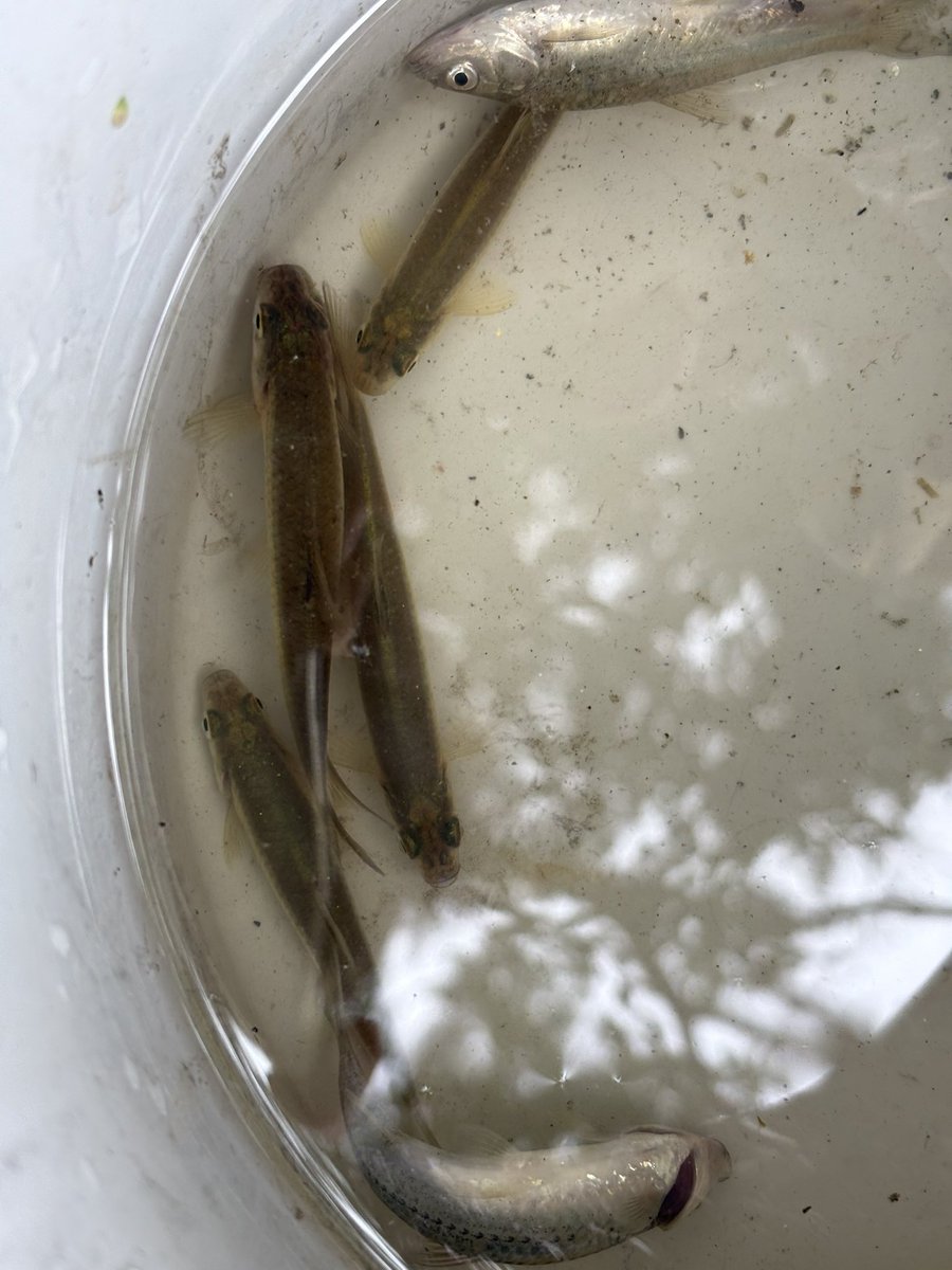 _catfishtail's tweet photo. 運動会の代休日。自転車で魚釣りへ。
鯰の餌を釣るつもりがモロコ釣れた。
餌にするの勿体ないなあ。 https://t.co/BkIUldW4OV