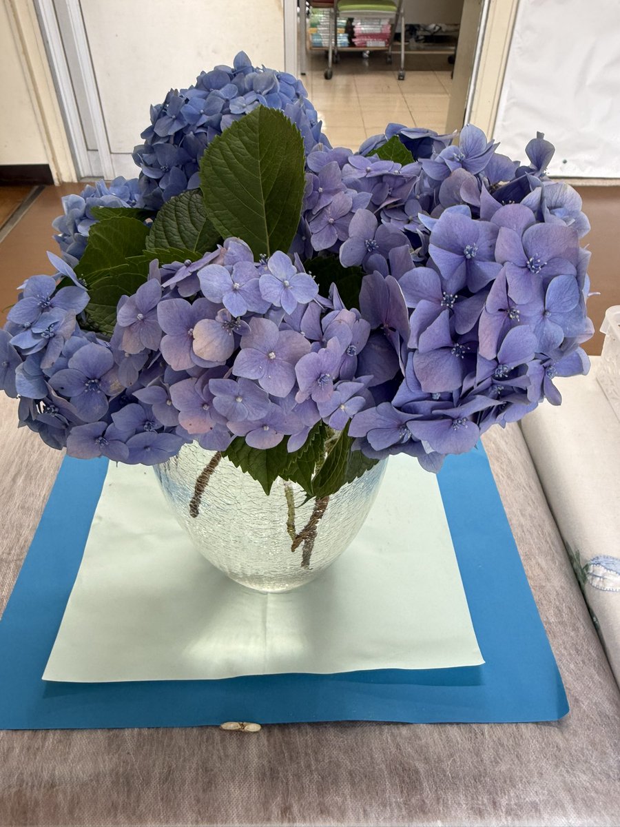 minowacho's tweet photo. 日吉台中学校🏫の職員玄関にも紫陽花の花がお出迎え‼️RIKO https://t.co/v2uj0crdIQ