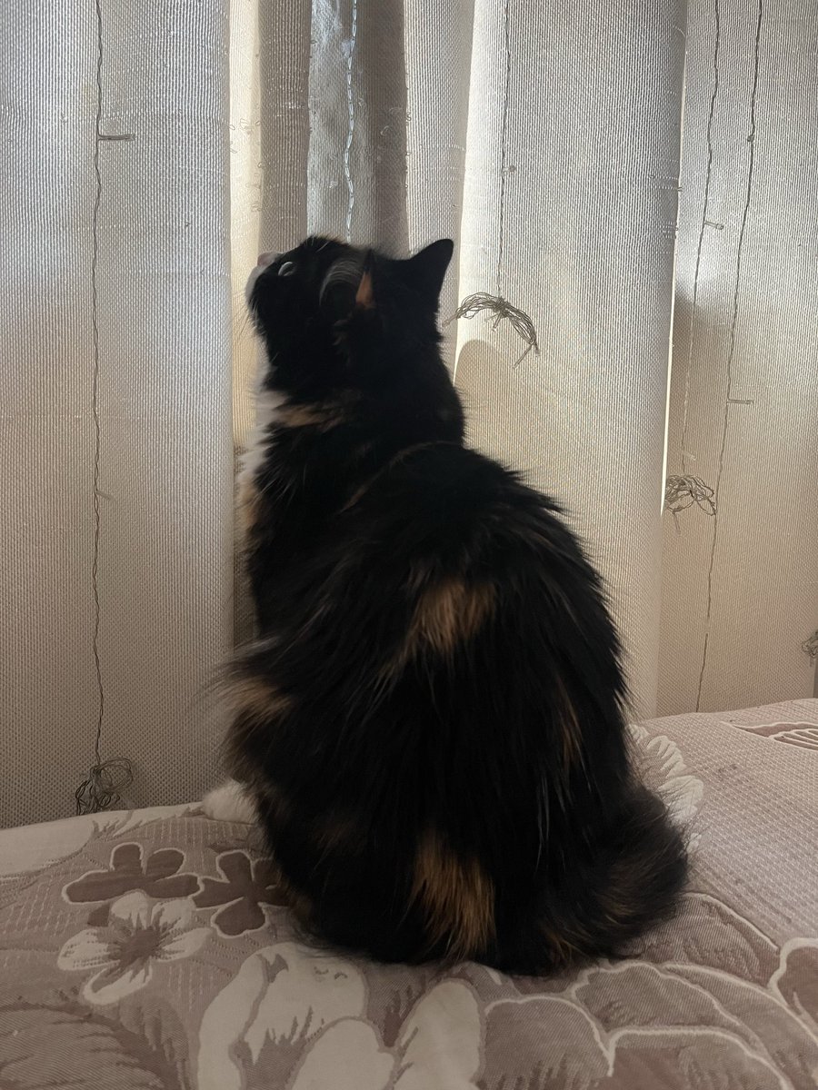 tolstomyaska's tweet photo. Mom and Dad are going to work, and I'll be watching the birds. 😸Have a nice day my friends 😻😽🌸#tolstomyaska #CatsOnX #CatsOfX https://t.co/S3sc0bFUqB
