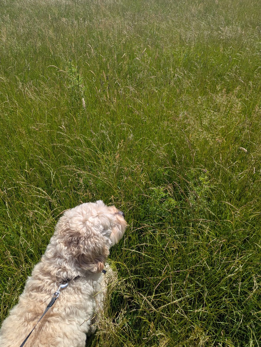 brunodoodle's tweet photo. Wat is het gras hier groen zeg! https://t.co/5SepCYzKE1