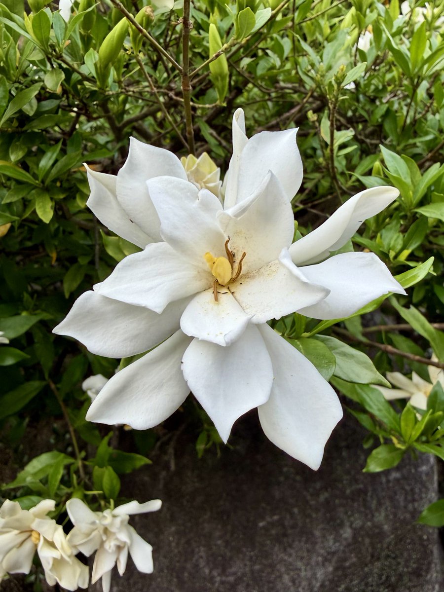 sdhyans's tweet photo. いろんな人物事が 衝動欲求願望を刺激して いろんな感覚感情を引き起こし 心身気がふるえゆらぐことに✨ それでもこの ふるえゆらぎを見聞感味しながら オシ込め抑圧解離隠蔽せずに居られたなら エネルギーのながれめぐりを このタテ咲きトーラスを 止めたりヨコ漏れさせたり してしまわなくても済む✨ https://t.co/wrRHs8mmwj