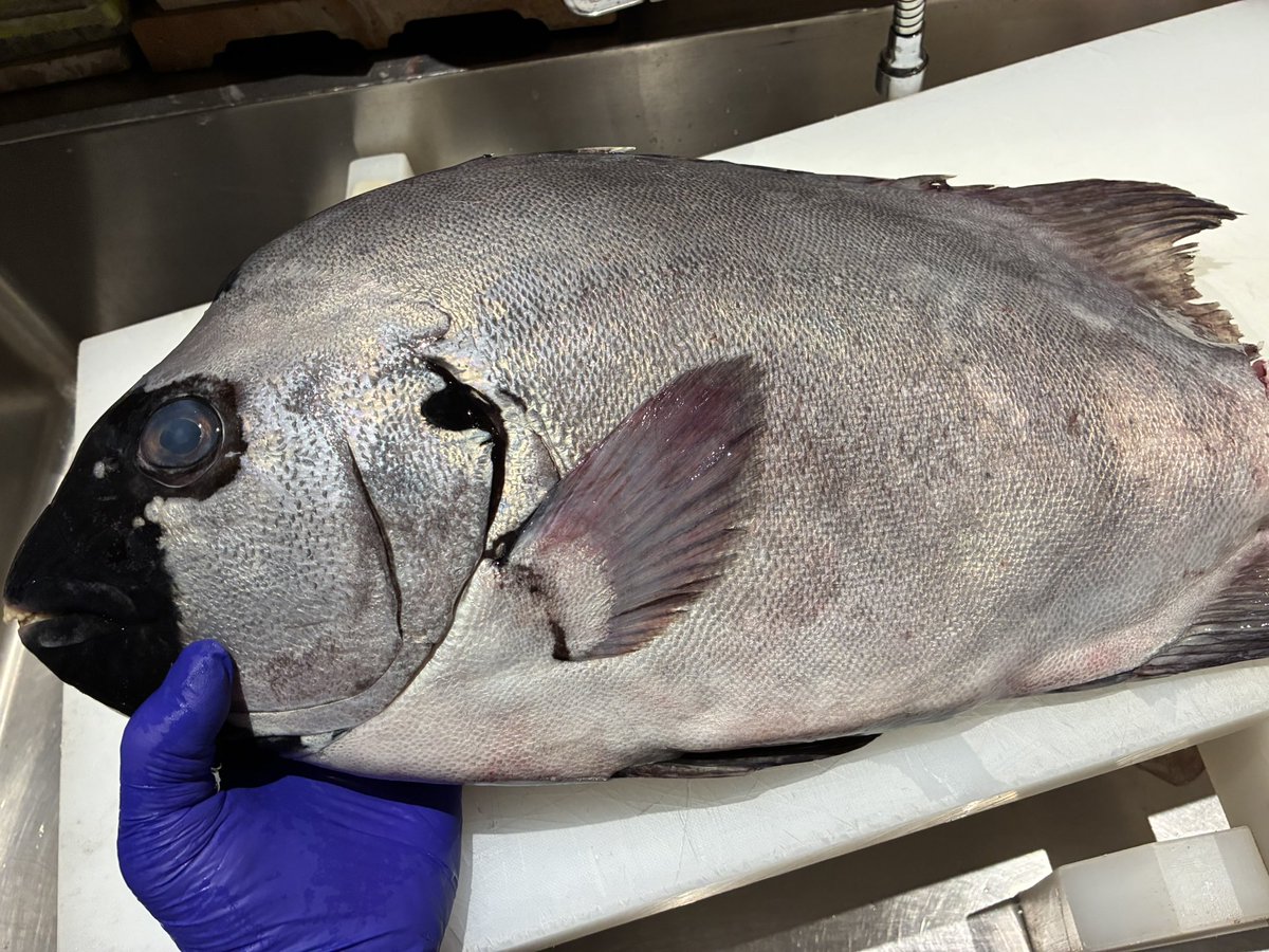 oosakamonmoriya's tweet photo. 痺れるほど素晴らしい石鯛3.5kg

#中百舌鳥グルメ #寿司 #sushi  #南大阪グルメ #南大阪寿司 #大阪グルメ #堺市寿司 #寿司好きな人と繋がりたい #大阪寿司 #堺市グルメ #osakasushi #japanesesushi https://t.co/0GT2p9PoJO