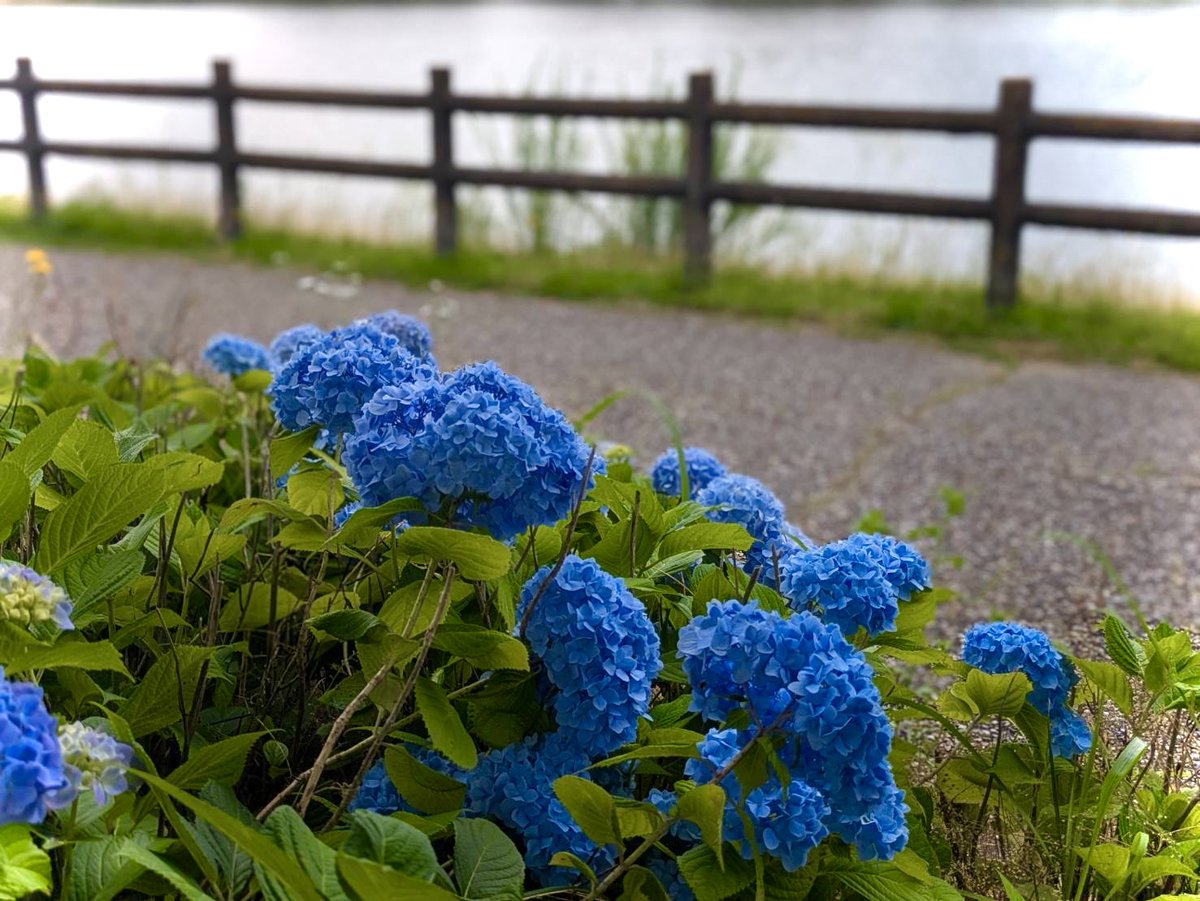 _asapy_'s tweet photo. 🟣🔵🟣🔵
 #維摩池 の
 #アジサイ を
 見に行こう！
🔵🟣🔵🟣

#尾張旭市 の維摩池西側に、全国植樹祭1年前イベントで記念植樹したアジサイが見ごろだよ～
6月上旬～中旬が絶好のタイミング！
初夏に開花する色とりどりのアジサイを見に行こう

🌿その他の開花情報
https://t.co/On9h067gDr 

#紫陽花 https://t.co/gwi0MB5BKQ