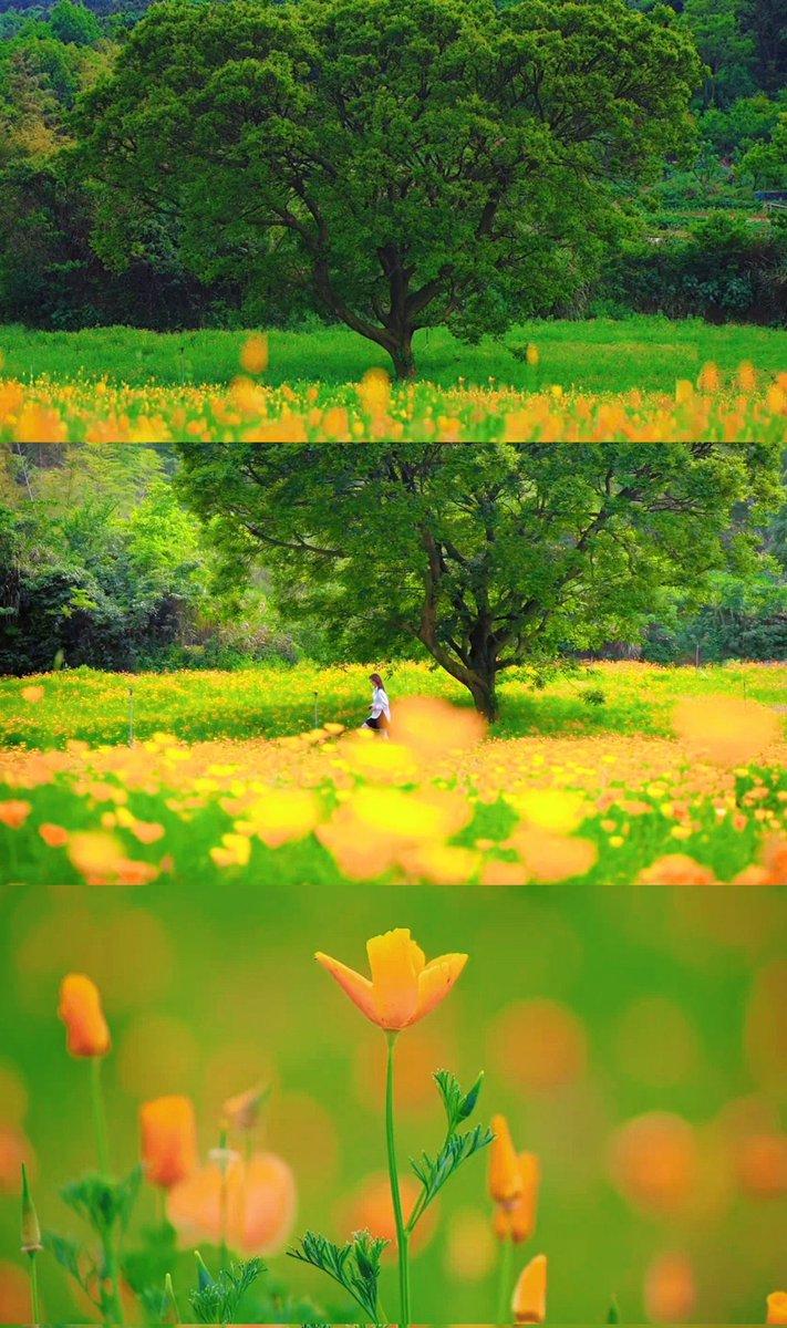 MeetZhoushan's tweet photo. 🌼 In June, #Zhoushan ’s seasonal sea of flowers arrives as promised. Golden eschscholtzia sway gently across the fields, writing the unique tenderness of island summer✨🍃
#TravelinZhoushan #BloomingZhoushan #IslandSummer https://t.co/DWCjpC2ONn