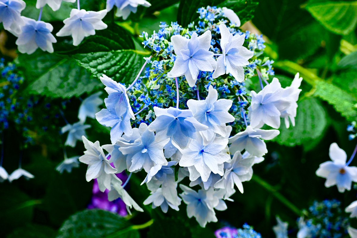 fatty_153's tweet photo. 紫陽花ってなぜか撮りたくなるよね。 https://t.co/KFvdtBnhKT