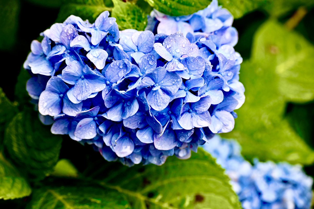 fatty_153's tweet photo. 紫陽花ってなぜか撮りたくなるよね。 https://t.co/KFvdtBnhKT