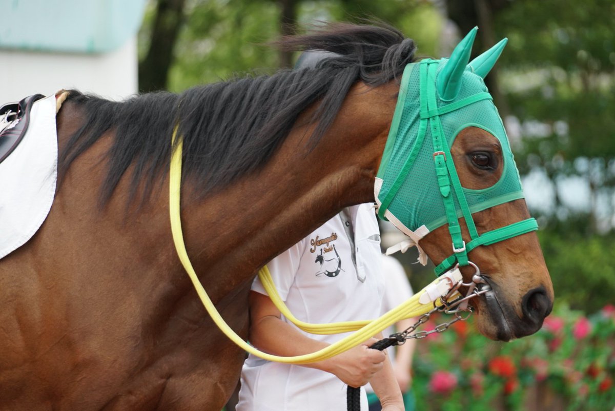 330smile330's tweet photo. 1ヶ月半お休みしていた間ずっとハラハラ待ってたガロちゃん、元気に帰って来てくれてありがとう😭
#ガロ
#南部楓馬騎手
#山口浩幸厩舎
#日進牧場
#園田競馬場 https://t.co/cpeGUTDjrS