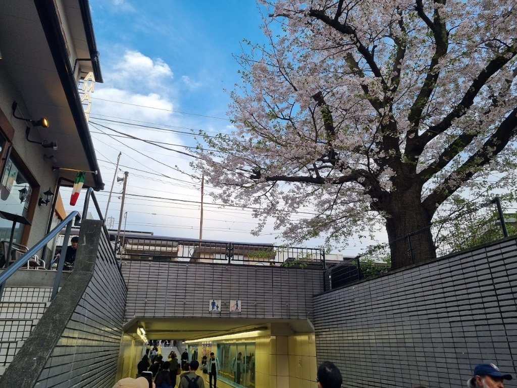 1201Polyak's tweet photo. One last look at the breathtaking coast from Enoshima before heading back to the station. 🌊 Walking across the bridge, framed by cherry blossoms, was the perfect farewell to this amazing day. Kamakura and Enoshima, you have my heart! 🌸⛩️🚄 https://t.co/9K1R0U5Ehq