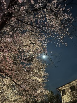 1aGarment's tweet photo. 🌸 https://t.co/pTe83vs6wA