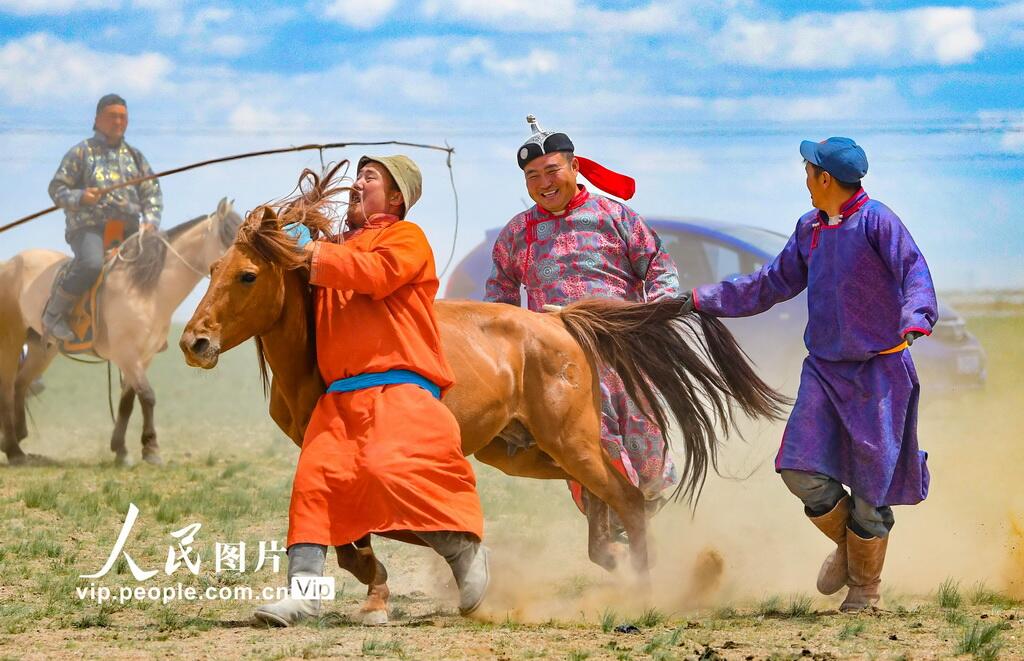 PDChinese's tweet photo. 【內蒙古烏蘭察布：打馬印 展絕技】6月5日，一場打馬印傳統活動在內蒙古自治區烏蘭察布市四子王旗江岸蘇木烏拉嘎查的草原上舉行。打馬印是牧民為1至2歲的馬駒打上專屬烙印，完成馬匹身份確認的民俗。 https://t.co/W9USvcKcmk