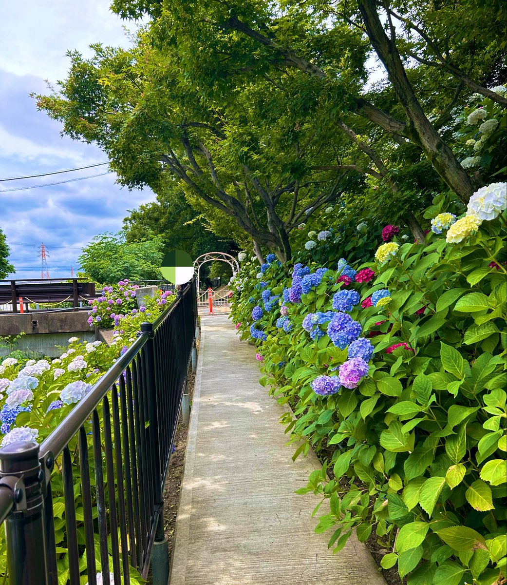 m_5910's tweet photo. モコモコの紫陽花☂️💠👒 https://t.co/CXIBKPNDXk