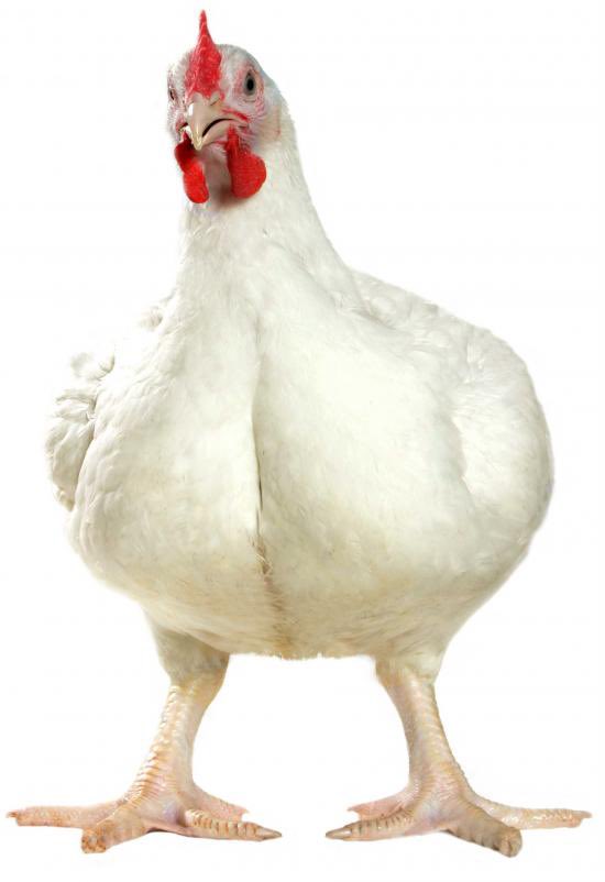 knknchn2's tweet photo. @iwyluvme 沒看過🐔喔 給妳看🤣 https://t.co/nB0P4ObBpq
