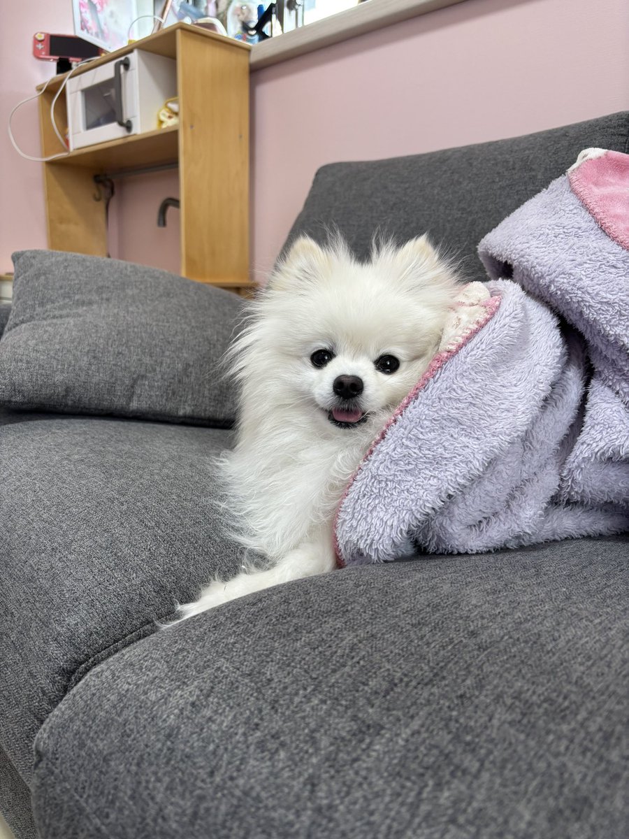 chirimenchaco's tweet photo. いきてる、犬は毎日かわいい https://t.co/OBSPLopsFj