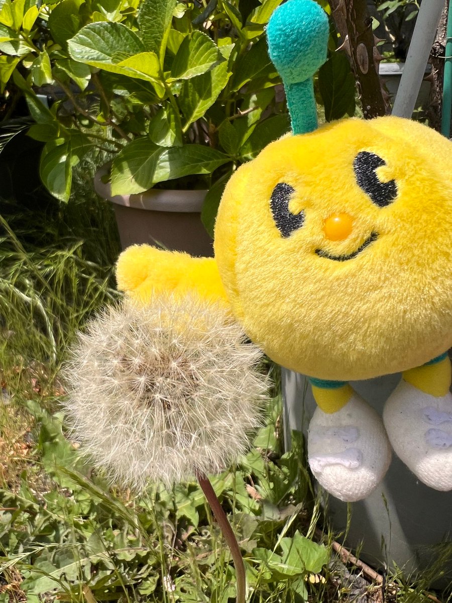 FromKibitan's tweet photo. たんぽぽの綿毛を見つけたよ！ふわふわしてるね！
#福島県　#Fukushima #Japan #キビタン #福島県公式キャラクター #たんぽぽ #綿毛 https://t.co/CBbUkzTPJI