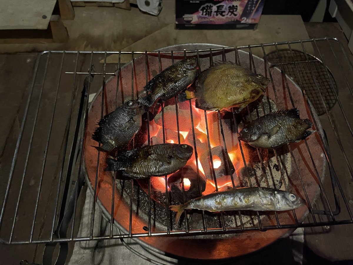 Shichirin_MST's tweet photo. 外道とか未利用魚とか言われる魚も七輪だと美味しい！調べたり聞いたりするよりも、自分で食べてみたほうが、いろいろなことがわかります。

#七輪マスター https://t.co/yvOV5u9Sra