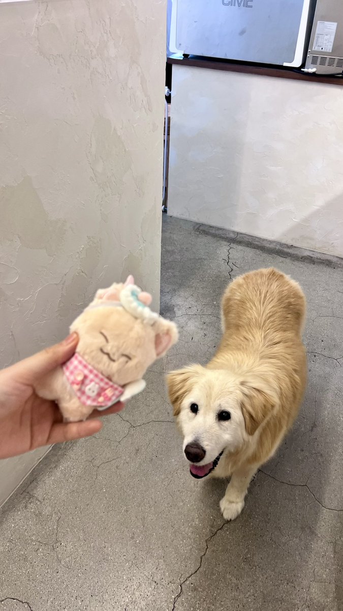 WanKevMeow's tweet photo. #KEVIN #케빈's COOKIE❣️
#KevINtheCookieJar
#케빈의만든쿠키 https://t.co/AADJSG7Cgp