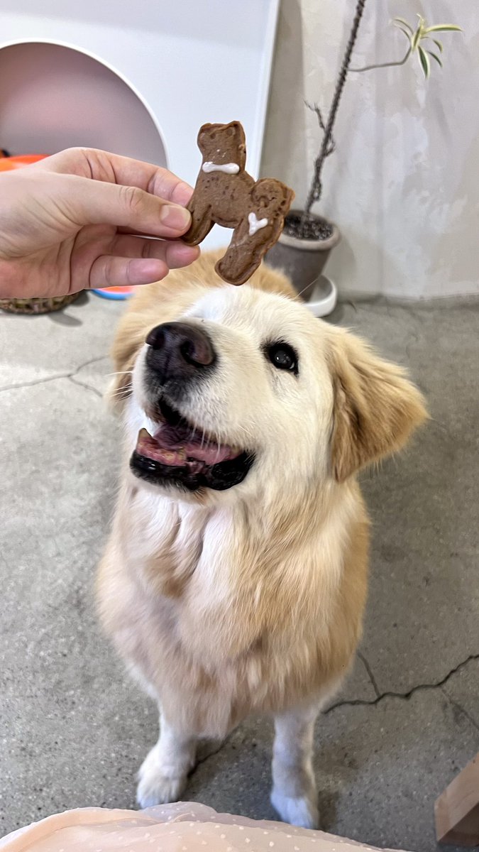 WanKevMeow's tweet photo. #KEVIN #케빈's COOKIE❣️
#KevINtheCookieJar
#케빈의만든쿠키 https://t.co/AADJSG7Cgp