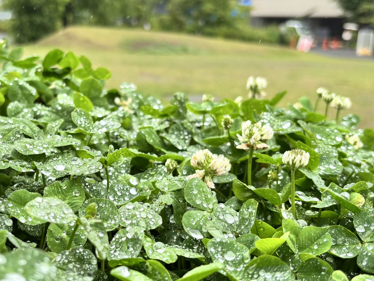 bancho_forest's tweet photo. 昨日関東も梅雨入りし、今朝は草木が雨粒を葉っぱや花びらに溜めて💧キラキラ輝いていました✨

日テレ通りには、#山王祭 のフラックがかけられ、町会の #御神酒所 の設営が始まり、益々お祭り色に染まってきました⛩️

#bancho_forest
#都会の森
#番町の森
#千代田区二番町 https://t.co/izDFZuSIbO