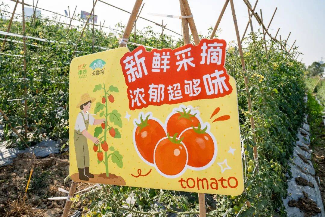 sueh08's tweet photo. Just tried the new organic cherry tomatoes from the local farm—burst with natural sweetness, no bland aftertaste at all! Perfect for salads or straight snacking https://t.co/aJrOLR8LV5