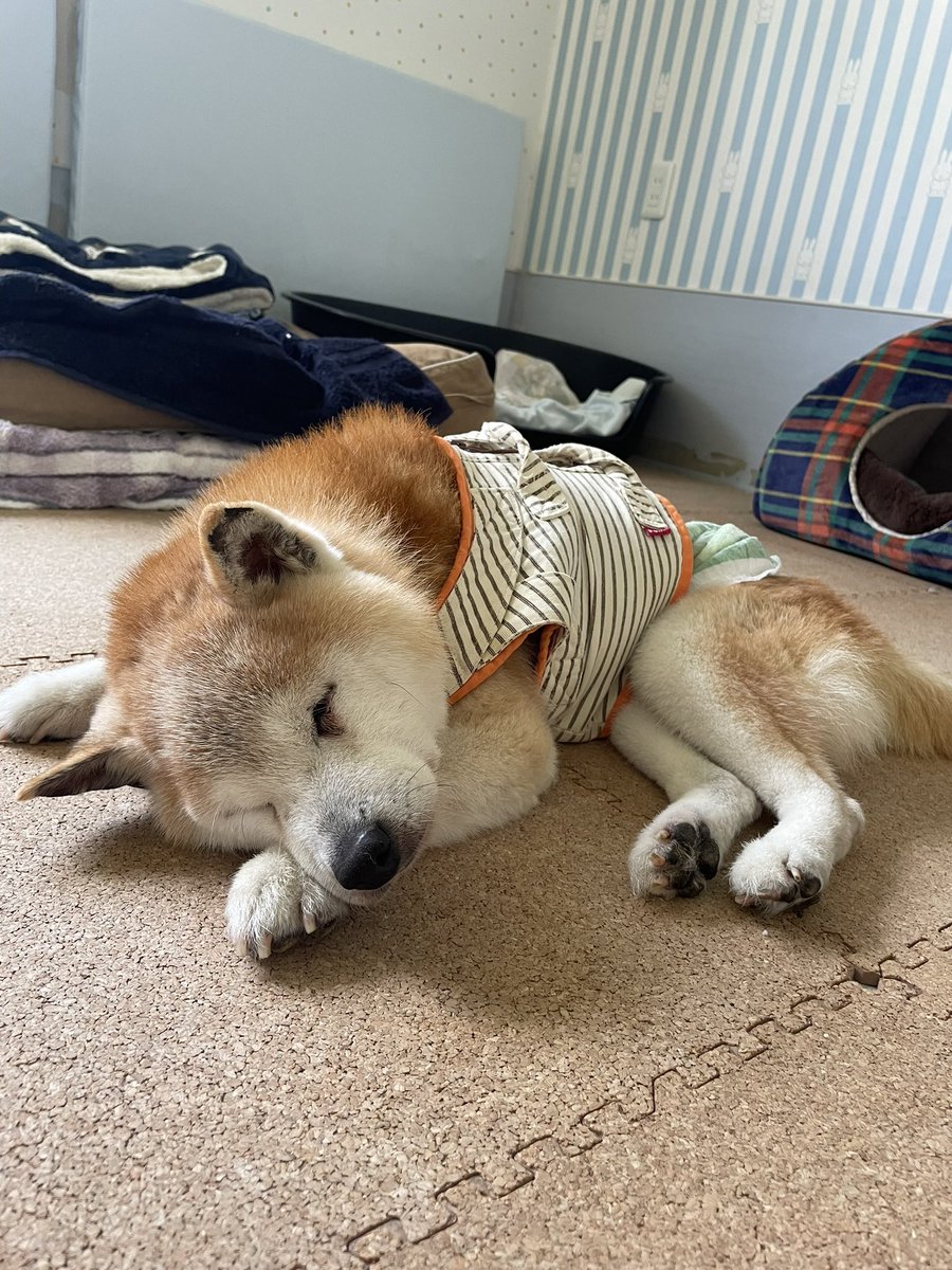 daigolotus's tweet photo. りゅうちゃんの寝顔集をお届けします💌
つい撮りたくなってしまうりゅうちゃんの寝顔、少しずつ表情の違いがあるのが見どころです💫
 #老犬介護　 #老犬ホーム https://t.co/Jtnwx7rGjA