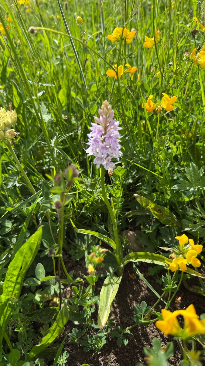 MeadowWoodland's tweet photo. The orchids have arrived!
Very excited - 36 flowers of common spotted orchid, up from 5 two years ago (the first) and just the one last year.
20 years of an end of July hay cut / removal, and no ‘improvement’ is really starting to pay off.
Lots of bees!
@LeicsWildlife #NoMowMay https://t.co/TKbXYCFh5a