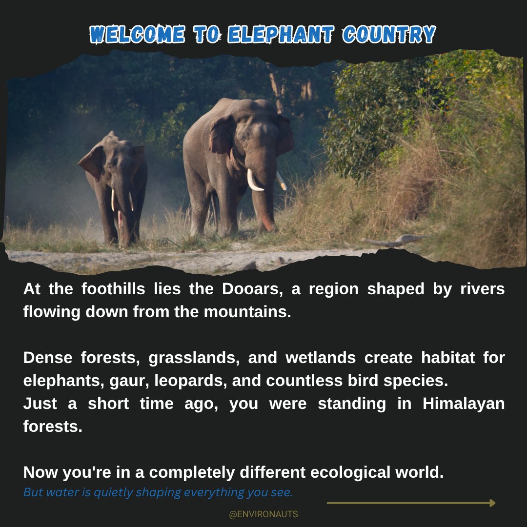 coralsanimation's tweet photo. This diversity is more than a geographical curiosity. These ecosystems support thousands of species, regulate water systems, store carbon, protect coastlines, and sustain millions of people.

West Bengal reminds us that nature does not exist in isolated pieces. Mountains, rivers, wetlands, forests, and coastlines are all connected.

Swipe through and explore one of India's most fascinating ecological journeys.

📍 Which ecosystem surprised you the most?

#WestBengal #Sundarbans #Darjeeling #Dooars #Biodiversity #IndianWildlife #NatureEducation #Conservation #Environment #Ecology #WildlifeIndia #NatureLovers #IncredibleIndia