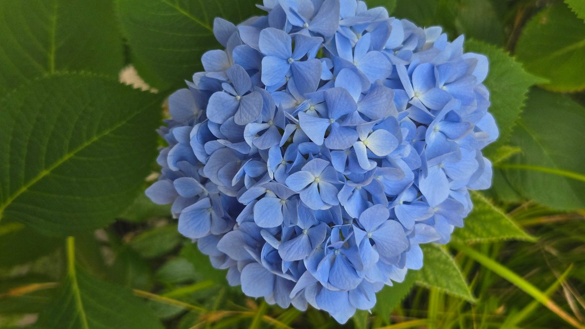 OneFlowerPerDay's tweet photo. 花木園展示棟から、アジサイです。

ザ・アジサイ…という感じのするアジサイで、アナベルなどのお洒落？なアジサイを目にする機会が多くなってからは見なくなったような気が…。

でも、アジサイで真っ先にイメージするのはこのタイプです。

2026/06/06 花木園展示棟
#国営昭和記念公園 #アジサイ https://t.co/BSOshy7j5n