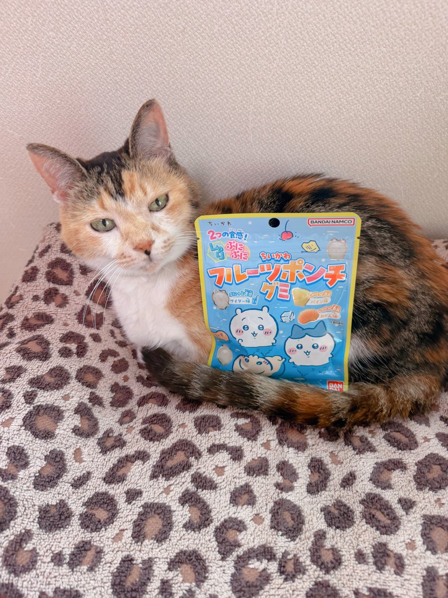Post by あめちゃん🐱 on X: 🐱