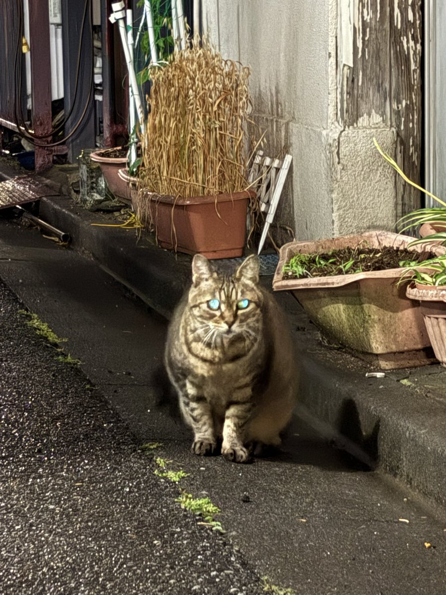 chibiham0209's tweet photo. ⑦〜⑨くろちゃん https://t.co/5euLptkZZw