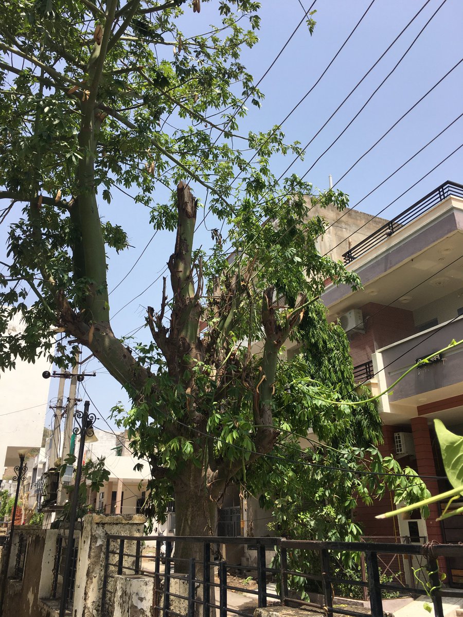 rakeshnest's tweet photo. @AvvnlPro @mpbhagirathbjp @RajGovOfficial @Dmajmer 

The attached pictures are from Fatehlal Nagar, Madanganj, #Kishangarh. Near the Vinayak apartment, 7 wires supplying electric current are severely tangled with a tree. In these, there are 3 high-voltage wires. In recent days, several incidents of heavy electric sparks have occurred due to tree branches frequently falling onto the wires. Nearby residents have requested that the electricity department's employees trim the tree to avoid any major accidents or damage. Unfortunately, they haven't acted on such requests so far.