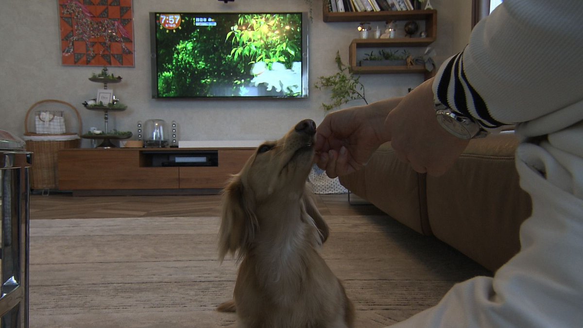 cx_mezamashi's tweet photo. #きょうのわんこ に登場してくれたのは「ロイヤル」でした🐶毎朝の日課は「めざましテレビ」を見ること📺「きょうのわんこ」が始まるとテレビの前に直行なんだって☺️

きょうのわんこはFODで無料配信中→https://t.co/0LyWsPwXca

#めざましテレビ https://t.co/G5F17UDKe8