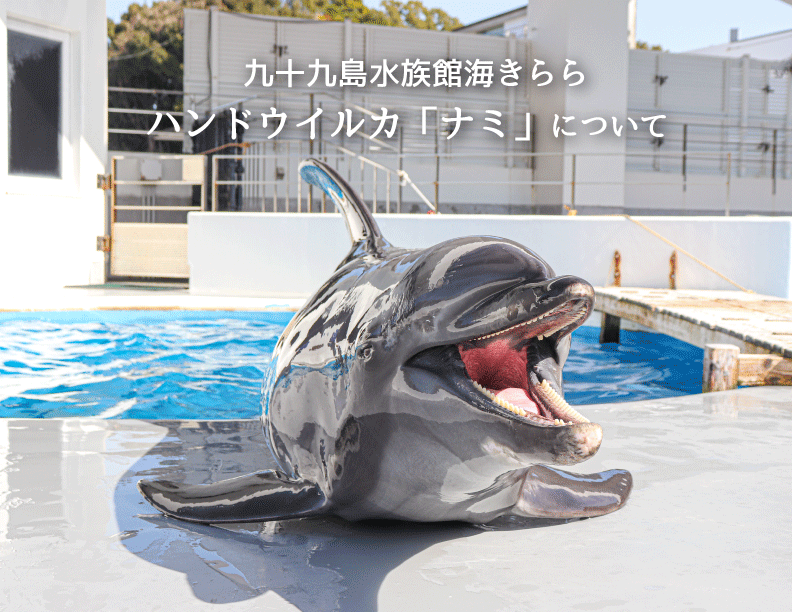 kujukushima's tweet photo. 九十九島水族館海きららで飼育しておりました、ハンドウイルカの「ナミ（メス、推定21～22才）」が死亡いたしましたのでお知らせいたします。
これまで、ナミを応援していただいた皆様に厚く御礼申し上げます。
6/10～7/3に当館エントランスホールへ献花台を設置いたします。詳しくはお知らせをご覧ください。
https://t.co/6SVxcott5i