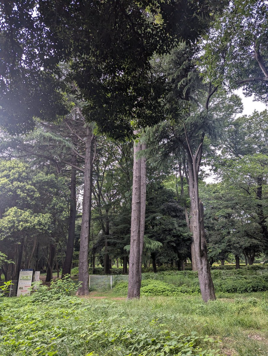 ISAKART's tweet photo. 先日は世田谷美術館の「田中信太郎　意味から遠く離れて」へ出かけた。
最近、私が「意味を乗り越える」という演題で講演することが多く、この展覧会のタイトルが気になっていたので。
久々に砧公園も散策。
田中展の鑑賞後に見る公園の木々が作品のようにも感じ、逆に田中作品から自然さも感じた。 https://t.co/rC82VoJ2aX