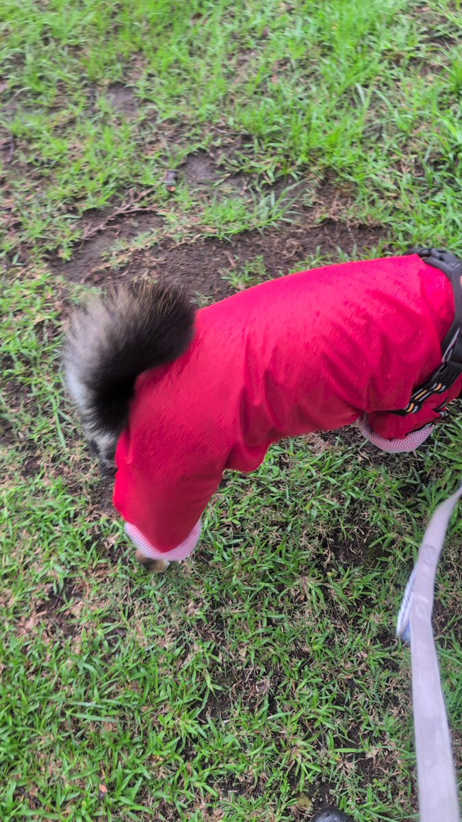 anzu_anzu0803's tweet photo. 普段はあんまり気づかないけどレインコートを着るとふっさふっさなしっぽが目立ってかわいい😍❤️
水たまりに写っているのもかわいい😍❤️

#柴犬　#しばいぬ　#黒柴　#雨んぽかっぱ隊 https://t.co/uISV26rCUP