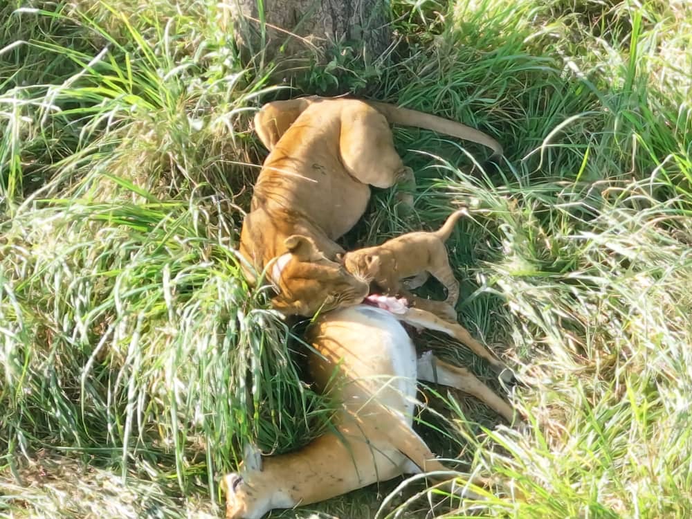 ugwildlife's tweet photo. UWA – Ishasha

We are privileged to share the exciting news of a newborn lion cub in Ishasha. We sighted the cub today in good health while it was feeding alongside the pride on a fresh kill.

 This is a wonderful sight and a positive sign for the continued conservation of lions in the Ishasha sector. We look forward to watching this young cub grow and thrive in the wild.

#ConservingForGenerations