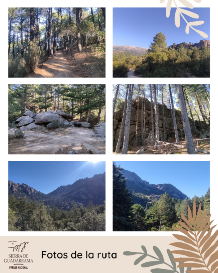 PN_Guadarrama's tweet photo. Collado Cabrón
Recorrido que empieza y termina en el aparcamiento #CantoCochino, en el paraje de #LaPedriza que atraviesa el macizo del #CanchoDeLosMuertos
👉 Info y track: https://t.co/gtSIQGSZws
#rutas #divulgacion #parquenacional #nationalpark #sierradeguadarrama https://t.co/y3sFtuPj82