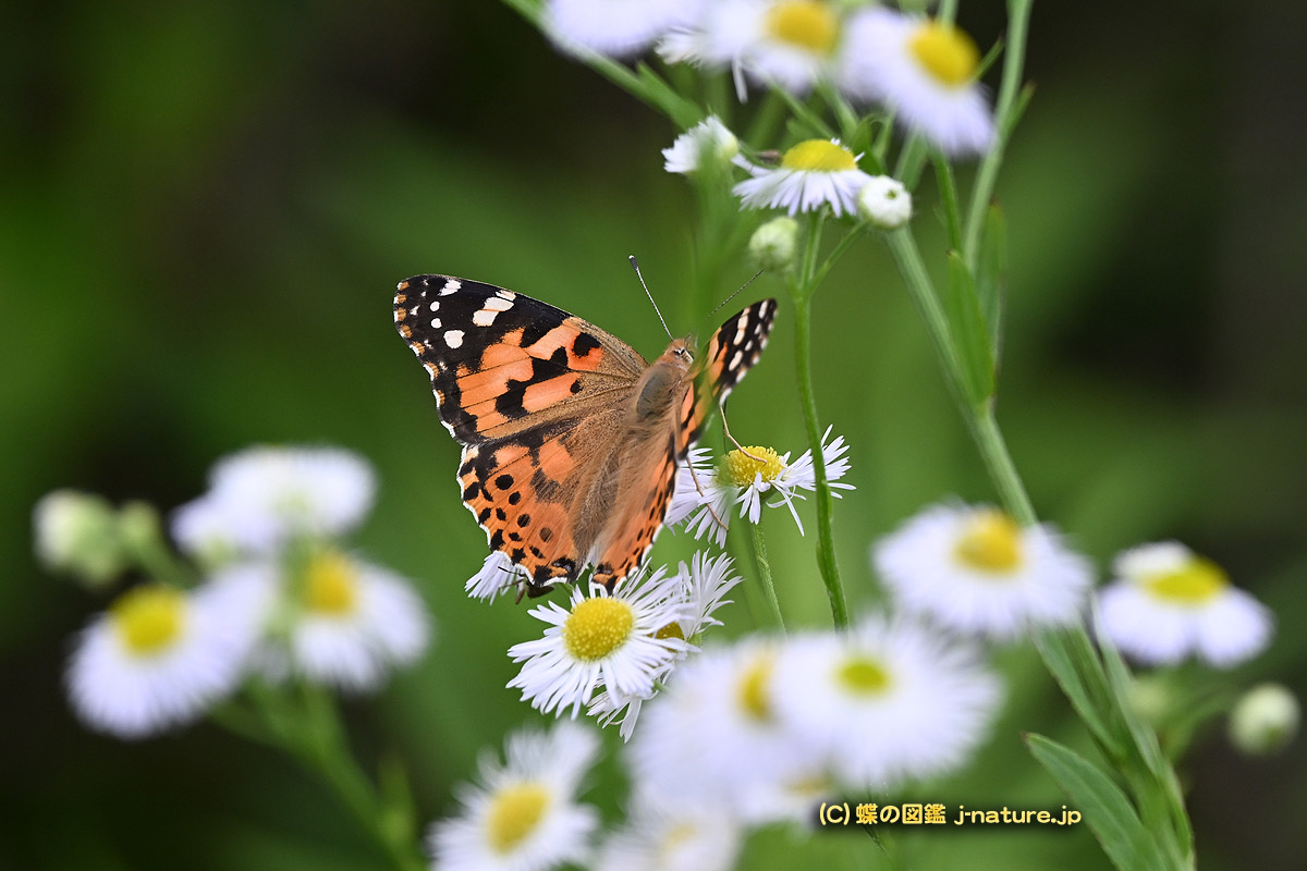 蝶の図鑑（j−nature.jp） tweet media