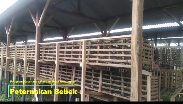 bahule_cool's tweet photo. TERNAK BEBEK Gunungsari dan Budidaya Jamur Desa Sumbersuko Kabupaten Malang Jawa Timur Perwujudan Ketahanan Pangan Desa 

@YandriSusanto
@ARizaPatria
@KemensetnegRI

#KementerianDesaPDT
#BPSDMKementerianDesaPDT
#DanaDesaBermanfaat
#KetahananPanganDanBUMDesa
#KerjaTPPBerdampak https://t.co/iKCvSmWDMd