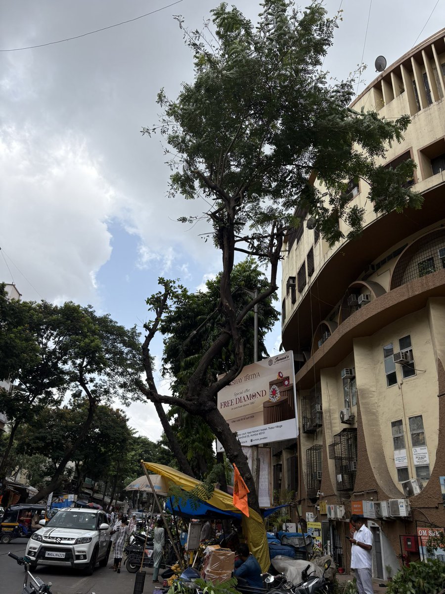 asmita9682's tweet photo. @mybmc Wonder if this is called Tree pruning or tree cutting. Who gives permission for such tree cutting and why is no BMC officer present during tree pruning. Systematically trees are being chopped off with due BMC permission. This is in Thakur Complex 90 feet road. @mybmcWardRS https://t.co/YlO5jVcT3K