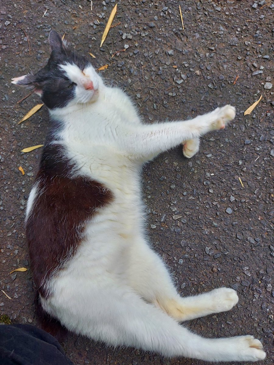 agtm2520's tweet photo. 迷い猫（飼い主を探してます）
◆性格や特徴
伊豆の国市エメラルドタウン内（204-49   木馬公園近く）にて保��しています。
黒白のハチワレ
しっぽは短いです。
最初は警戒して近づくと逃げていましたが、餌をあげると3日位でスリスリするようになり、お腹もさすってあげられてます。 https://t.co/UaEgfUK96k