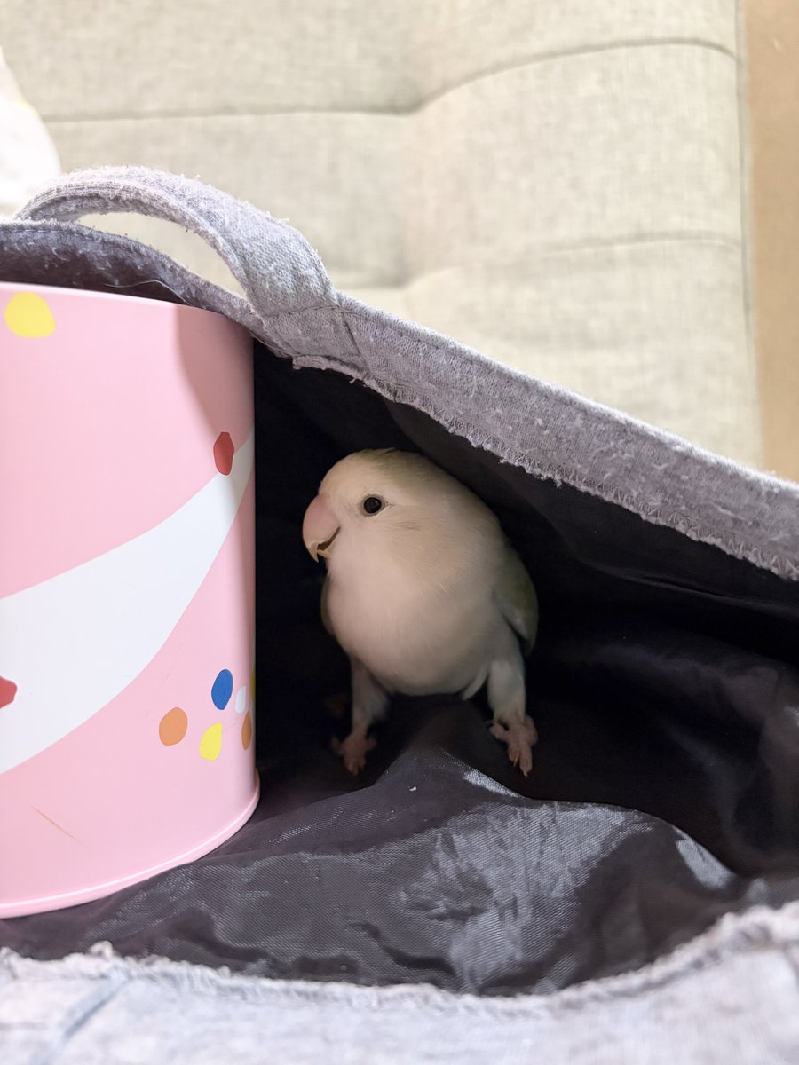 shilver2020's tweet photo. 流行りのタイツに乗ろうとしたら
もうすでに自前のタイツ履いてたわ

 #コザクラインコ
 #ヨガパンツ https://t.co/NWKBVDvdzt
