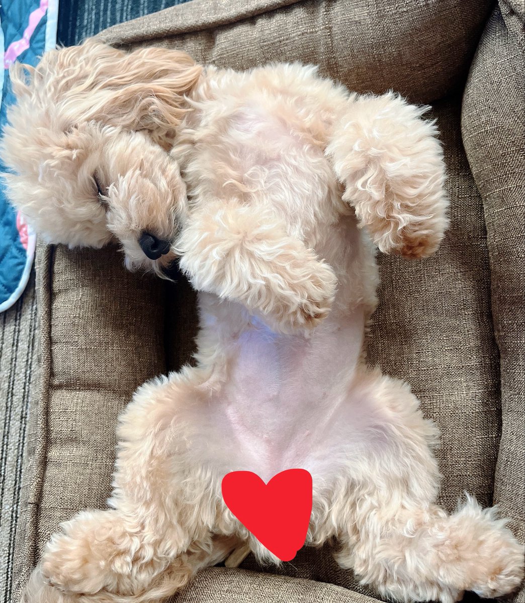 bu1214su's tweet photo. 肉球ぷにぷに 犬吸い お腹にチュッチュ ブゥー すんのが日課 https://t.co/zfOm5DHDVP
