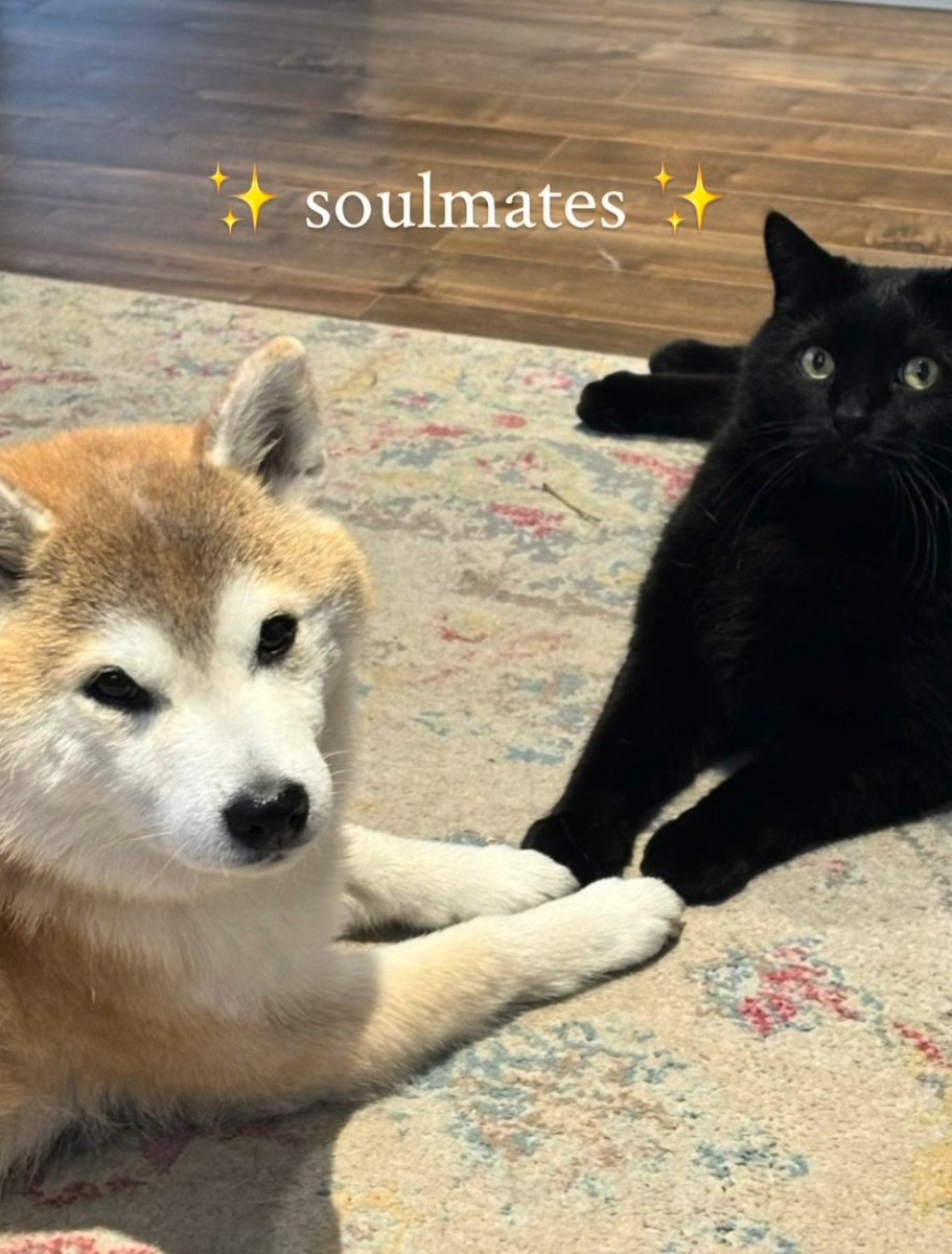 minmohae's tweet photo. found this on insta, the way this is jooheon and changkyun😭

(cr: yooktheshibe on ig) https://t.co/lxq0Z0ljF4