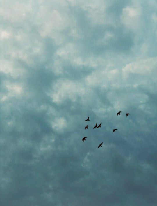 2000_Parnian's tweet photo. پرندگانم را آزاد کردم
زیرا فهمیدم
نداشتن تنها راه از دست ندادن است.‌

✍️گروس عبدالملکیان https://t.co/5dmLRWQIBK