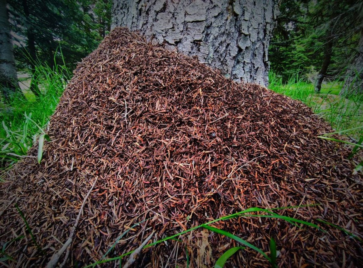 OGMgovtr's tweet photo. Kod adı: Karınca Nakli 🐜🌲

Samsun’da #YeşilVatan’ın çalışkan koruyucuları olan kırmızı orman karıncalarını, ihtiyaç duyulan ormanlık alanlara naklediyoruz.

Bu küçük ama etkili ekosistem neferleri; ormanlarımızı zararlı böceklere karşı koruyor, kene dahil pek çok zararlıyla doğal mücadeleye katkı sağlıyor.

Bir karınca kolonisi, yaklaşık 40 dekar alanda yılda 24 kilograma kadar zararlı böceği yok ederek orman ekosisteminin dengesini koruyor.

@amasyaobm

Ayrıntılar için https://t.co/4GvHe6BIVu