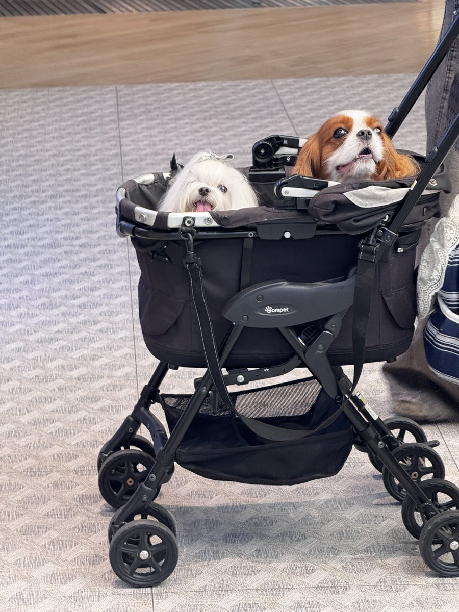 ormykornn's tweet photo. her dream cart     vs       the cart she pulled https://t.co/0IzxeIXtOT
