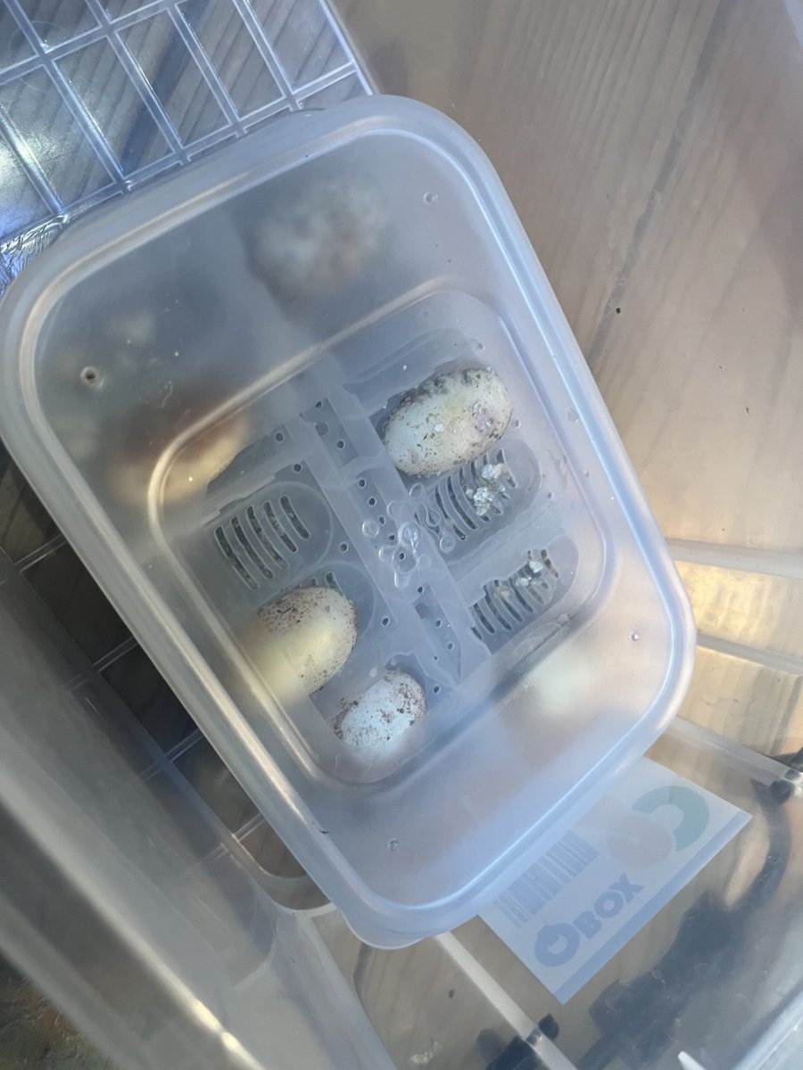 danbolion's tweet photo. う、産んでた❗️
帰宅したら🥚が11個
今回は4グループに分けて保管してみようと思います。
産み終えてシワシワなテイリー。でもまだ卵ありそう。
とりあえず水がぶ飲み💦 https://t.co/KMGqQ3wT6b