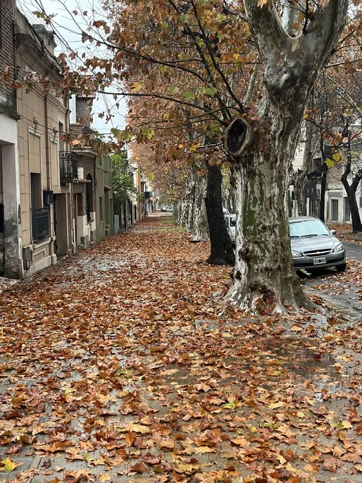 Erekei's tweet photo. Plátanos en otoño https://t.co/wx6gslJrHz