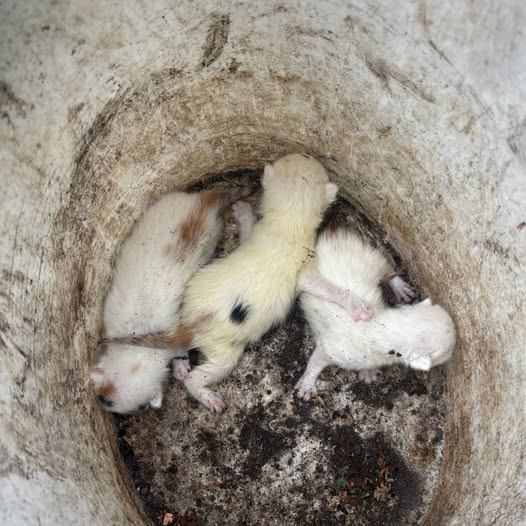 yolandaschultes's tweet photo. 48429 Rheine ( Fundort nicht näher bezeichnet)
Babys im Mülleimer entsorgt
Kopie Katzenhilfe Rheine
Uns fehlen die Worte.
Gestern Abend erreichte uns über unsere WhatsApp-Business-Nummer eine Meldung, die uns fassungslos zurückließ: Drei neugeborene Babys, die Nabelschnur noch daran, entsorgt wie Abfall. Weggeworfen. In einem Mülleimer. Drei kleine Leben, die gerade erst begonnen hatten.
Dank der schnellen und unkomplizierten Zusammenarbeit mit den anderen Tierschutzvereinen hier in der Umgebung, konnte sofort geholfen und ein Platz gefunden werden. Sie bekommen nun die Chance, die ihnen jemand nehmen wollte.
Doch die Bilder und Gedanken bleiben. Wie kann ein Herz so kalt sein? Wie kann man hilflose Lebewesen ihrem Schicksal überlassen?
Und wieder stellen wir uns dieselbe Frage: Wie viel Menschlichkeit wollen wir noch verlieren?
Jedes Leben zählt. Jedes einzelne. Und genau deshalb werden wir nicht aufhören, hinzusehen, zu helfen und für die zu kämpfen, die keine Stimme haben.
+49 5971 71747
info@katzenhilfe-rheine.de