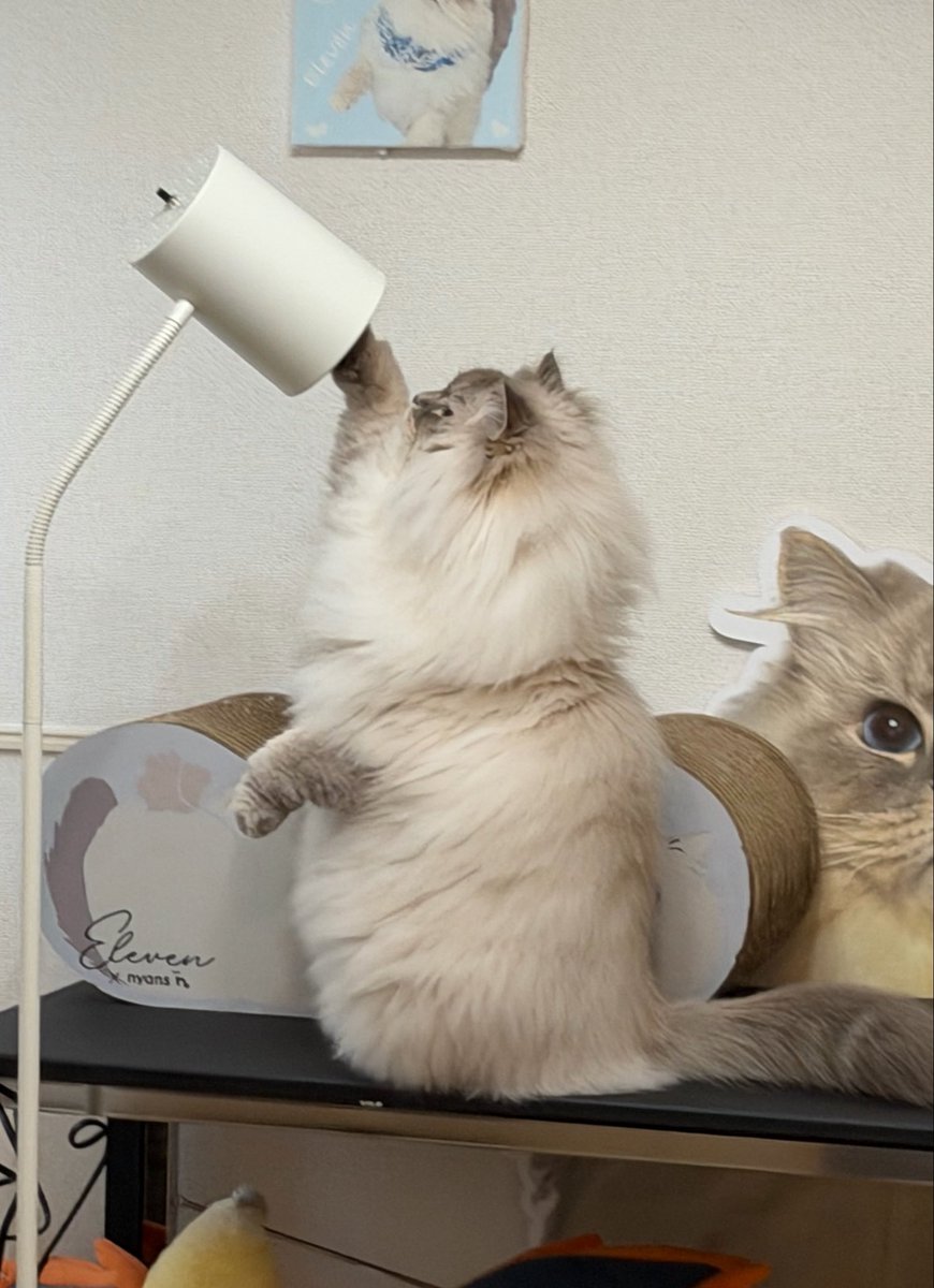 eleven11neko's tweet photo. 猫って身軽だから他の動物に比べて危険が多いよね…… https://t.co/ExqPozvmIM